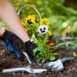 Gardening tips for the winter and in the spring