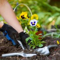 Gardening tips for the winter and in the spring