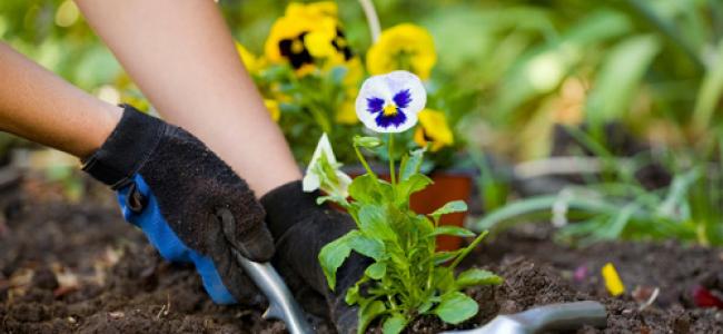 Gardening tips for the winter and in the spring